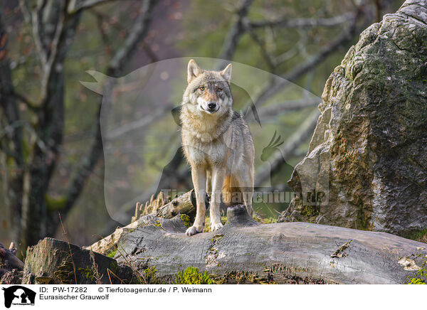 Eurasischer Grauwolf / PW-17282