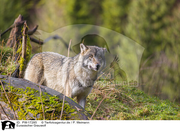 Eurasischer Grauwolf / PW-17285