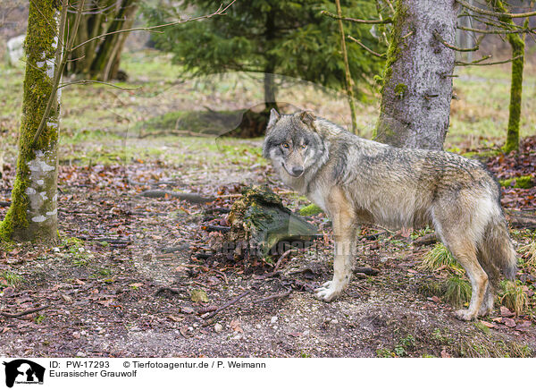 Eurasischer Grauwolf / eurasian greywolf / PW-17293