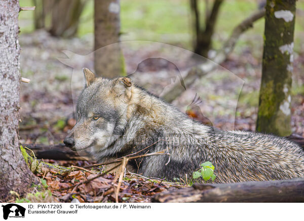 Eurasischer Grauwolf / PW-17295