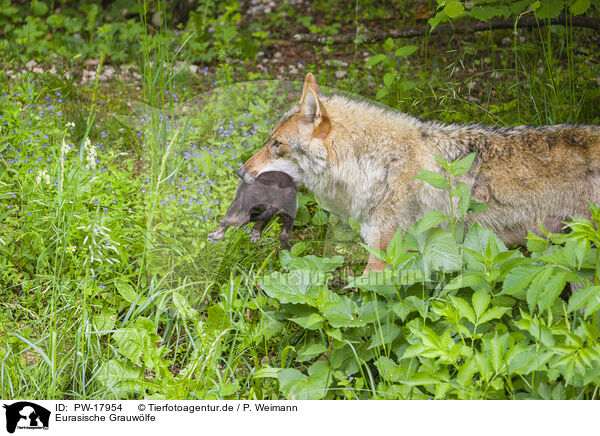 Eurasische Grauwlfe / eurasian greywolfs / PW-17954