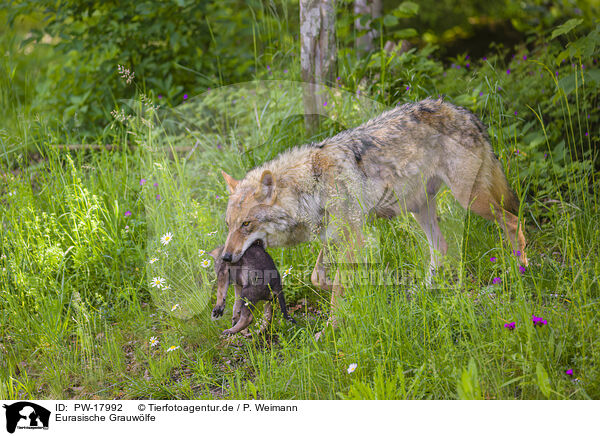 Eurasische Grauwlfe / eurasian greywolfs / PW-17992