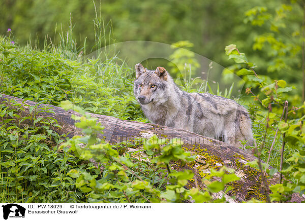 Eurasischer Grauwolf / eurasian greywolf / PW-18029