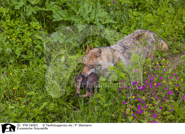 Eurasische Grauwlfe / eurasian greywolfs / PW-18063