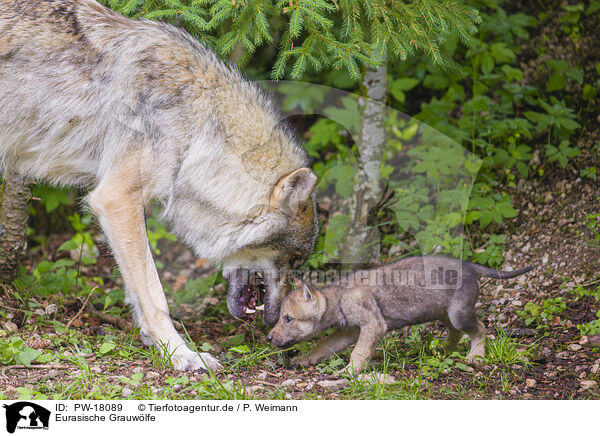 Eurasische Grauwlfe / eurasian greywolfs / PW-18089