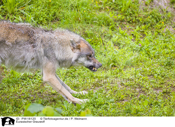 Eurasischer Grauwolf / PW-18120