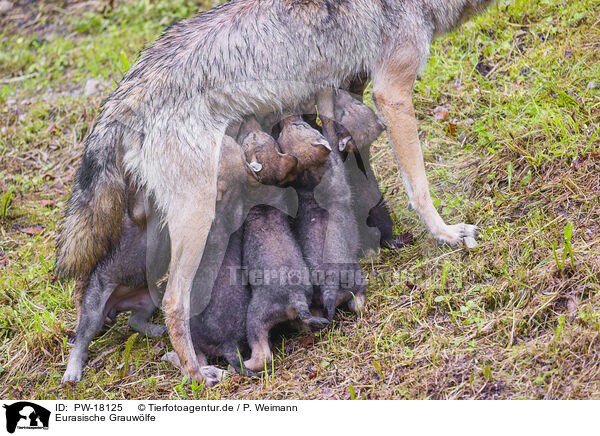 Eurasische Grauwlfe / eurasian greywolfs / PW-18125