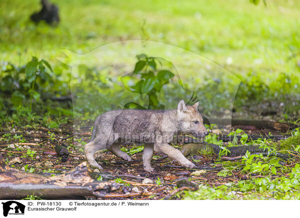 Eurasischer Grauwolf / PW-18130