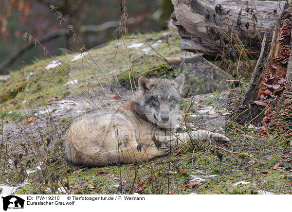 Eurasischer Grauwolf / Eurasian greywolf / PW-19210