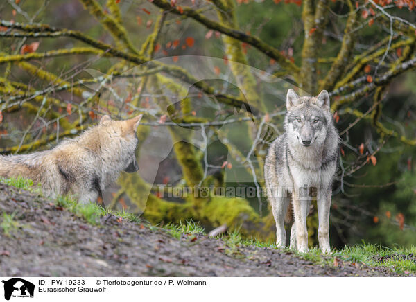 Eurasischer Grauwolf / Eurasian greywolf / PW-19233