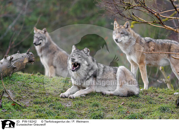 Eurasischer Grauwolf / Eurasian greywolf / PW-19242