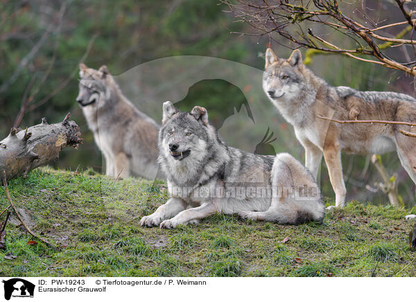 Eurasischer Grauwolf / Eurasian greywolf / PW-19243