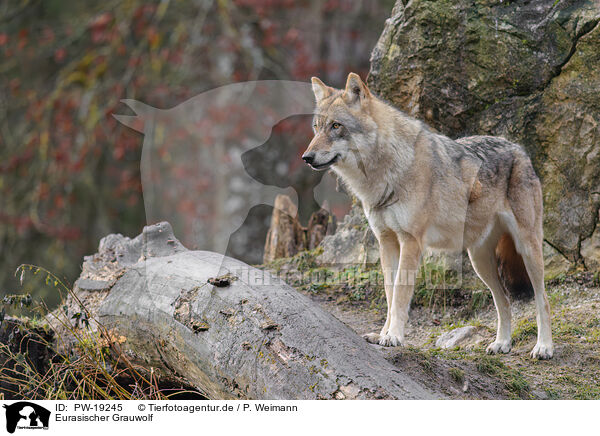 Eurasischer Grauwolf / Eurasian greywolf / PW-19245