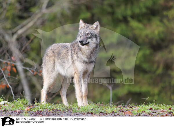 Eurasischer Grauwolf / Eurasian greywolf / PW-19250