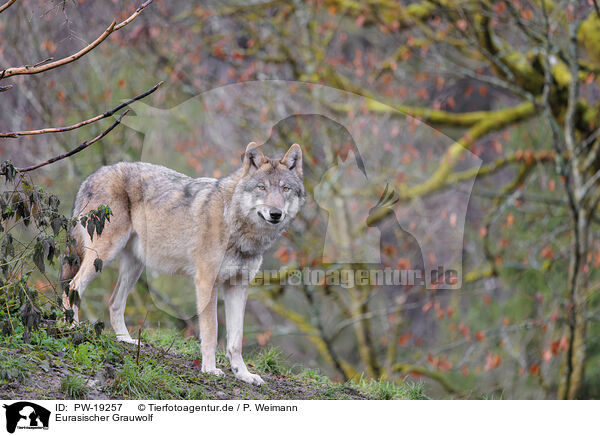 Eurasischer Grauwolf / Eurasian greywolf / PW-19257