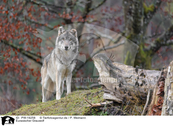 Eurasischer Grauwolf / Eurasian greywolf / PW-19258