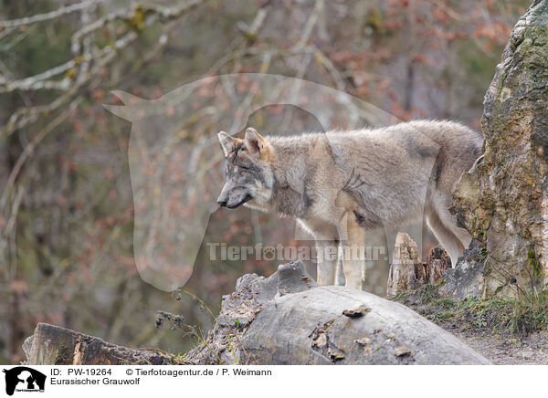 Eurasischer Grauwolf / Eurasian greywolf / PW-19264