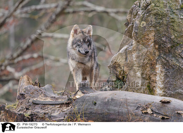 Eurasischer Grauwolf / Eurasian greywolf / PW-19270