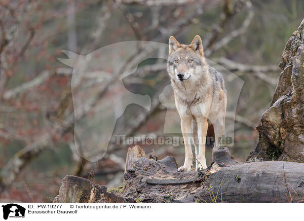 Eurasischer Grauwolf / Eurasian greywolf / PW-19277