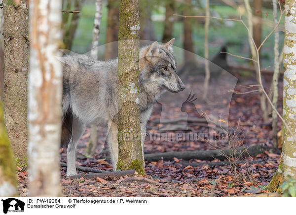 Eurasischer Grauwolf / Eurasian greywolf / PW-19284