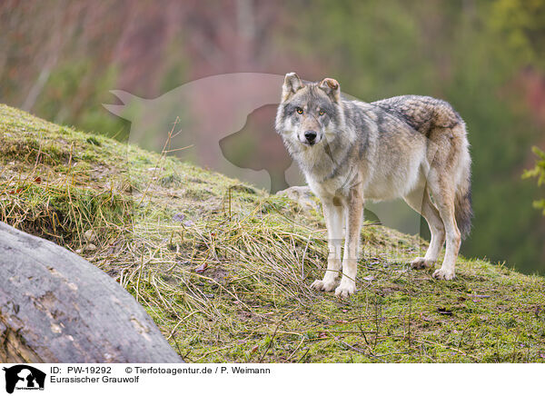 Eurasischer Grauwolf / Eurasian greywolf / PW-19292