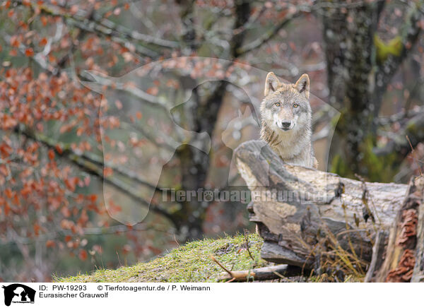 Eurasischer Grauwolf / Eurasian greywolf / PW-19293