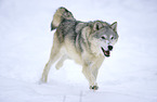 Eurasischer Grauwolf