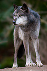 Eurasischer Grauwolf