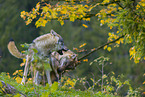 Eurasische Grauwlfe