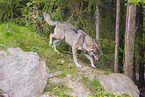 Eurasischer Grauwolf