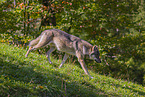 Eurasischer Grauwolf