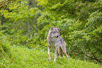 Eurasischer Grauwolf