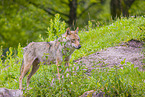 Eurasischer Grauwolf