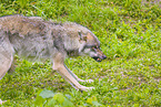 Eurasischer Grauwolf