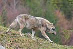 Eurasischer Grauwolf