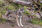 Eurasischer Grauwolf