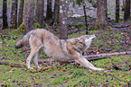 Eurasischer Grauwolf