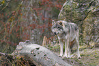 Eurasischer Grauwolf