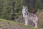 Eurasischer Grauwolf