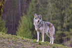 Eurasischer Grauwolf