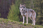 Eurasischer Grauwolf