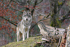 Eurasischer Grauwolf