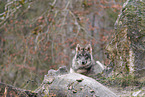 Eurasischer Grauwolf