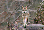 Eurasischer Grauwolf