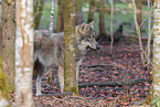 Eurasischer Grauwolf