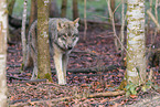 Eurasischer Grauwolf