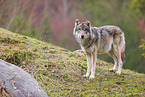 Eurasischer Grauwolf