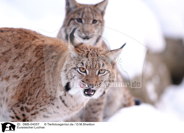 Eurasischer Luchse / lynxes / DMS-04057