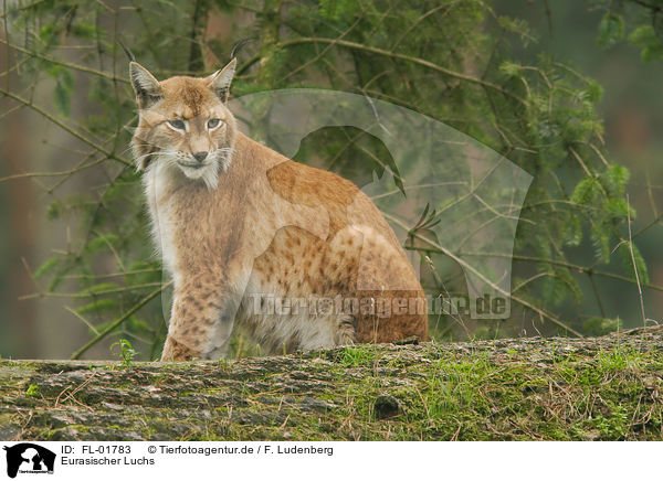 Eurasischer Luchs / Eurasian Lynx / FL-01783