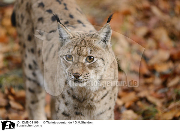 Eurasischer Luchs / Eurasian Lynx / DMS-08169